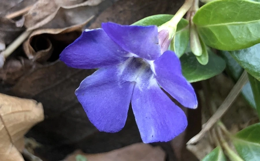 IMG_1065.jpg?type=w966