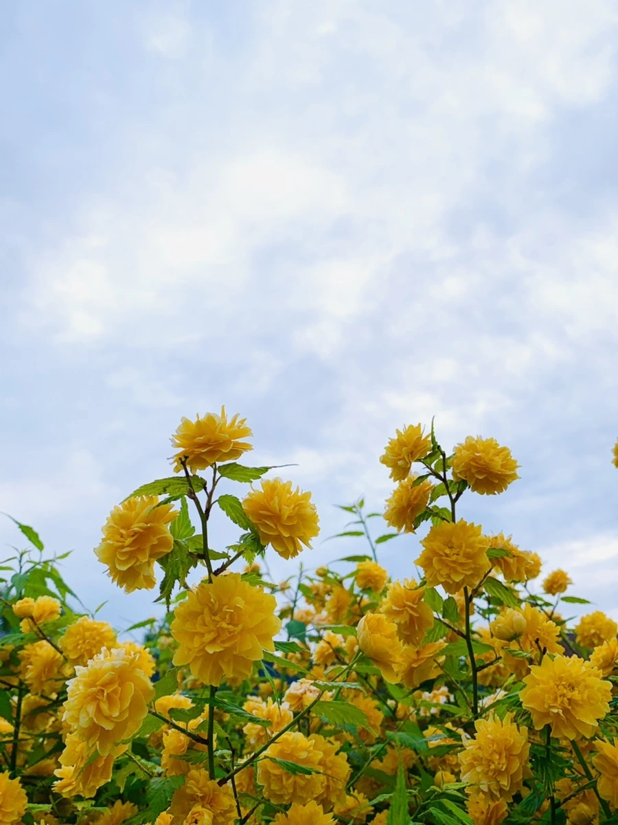 IMG_0520.jpg?type=w966