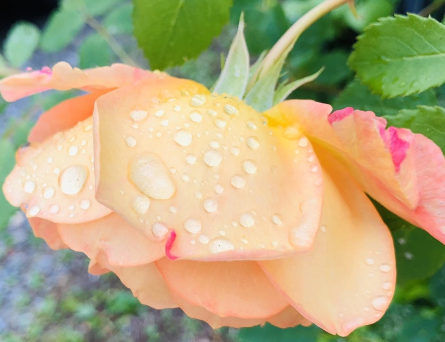 IMG_7523.jpg?type=w966