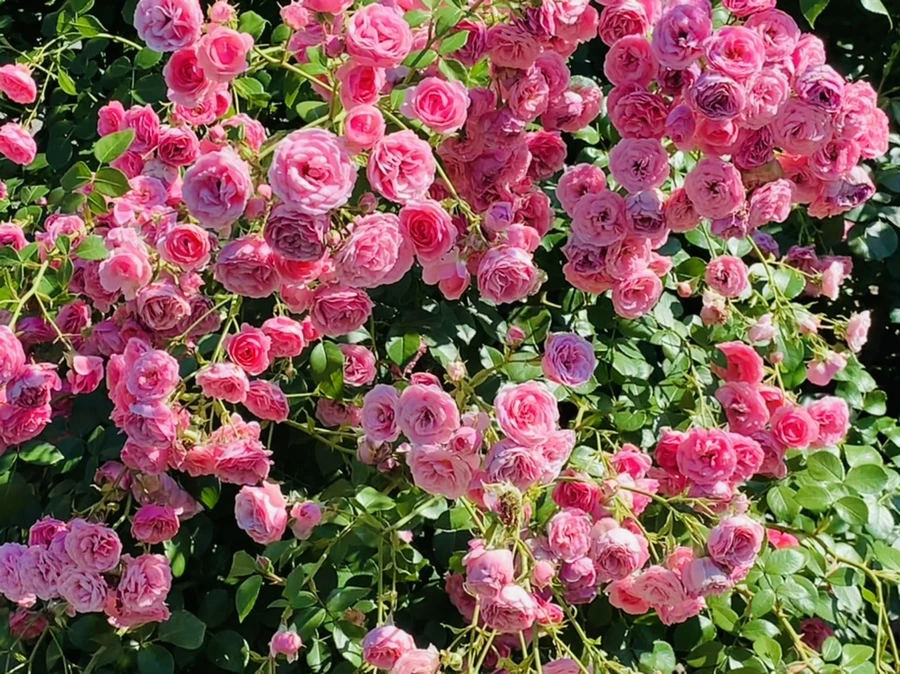 IMG_3139.jpg?type=w966