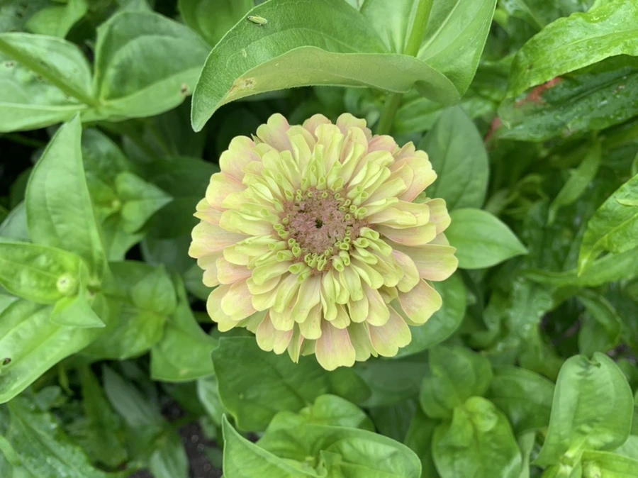 IMG_9549.jpg?type=w966