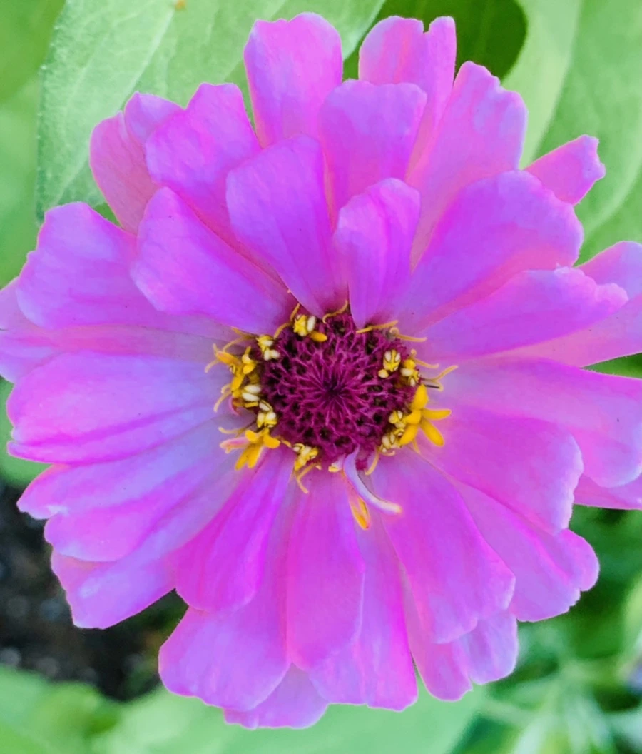 IMG_8279.jpg?type=w966