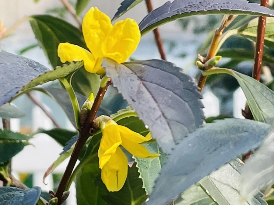 IMG_1013.jpg?type=w966