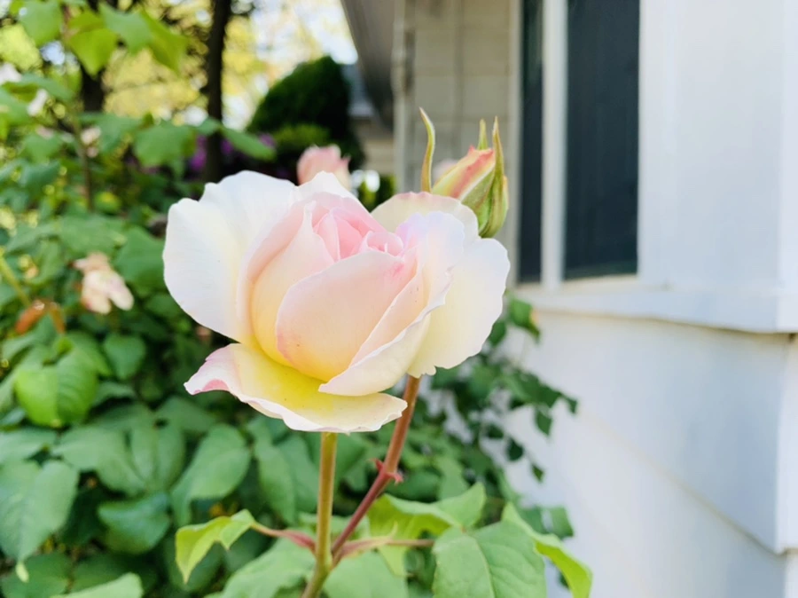 IMG_4112.jpg?type=w966