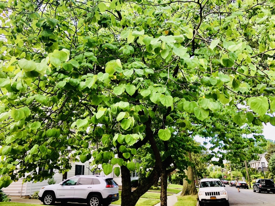 IMG_0829.jpg?type=w966