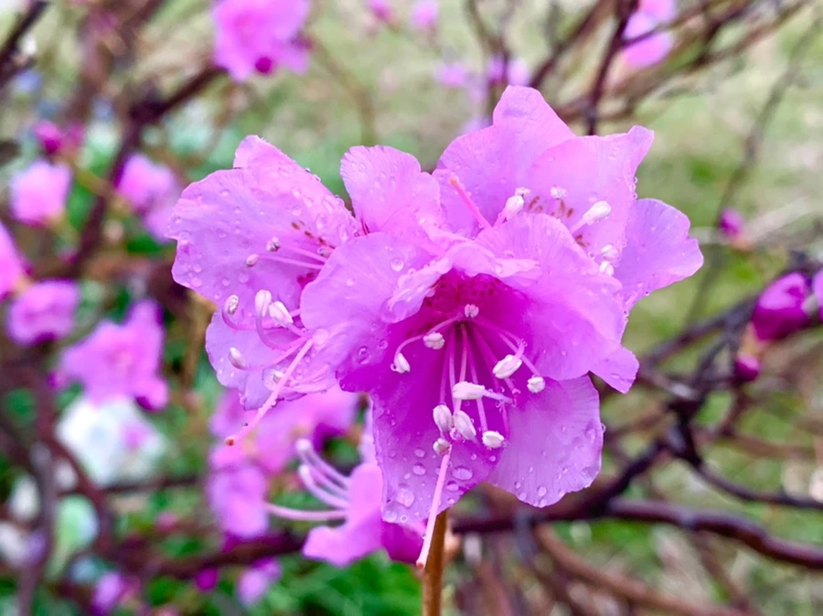 IMG_4863.jpg?type=w966