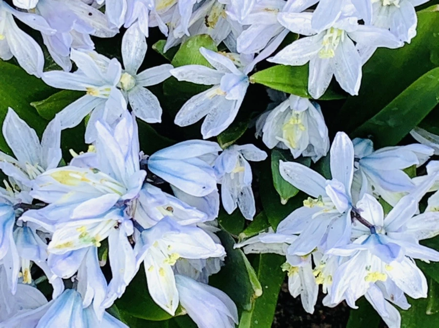 IMG_4147.jpg?type=w966