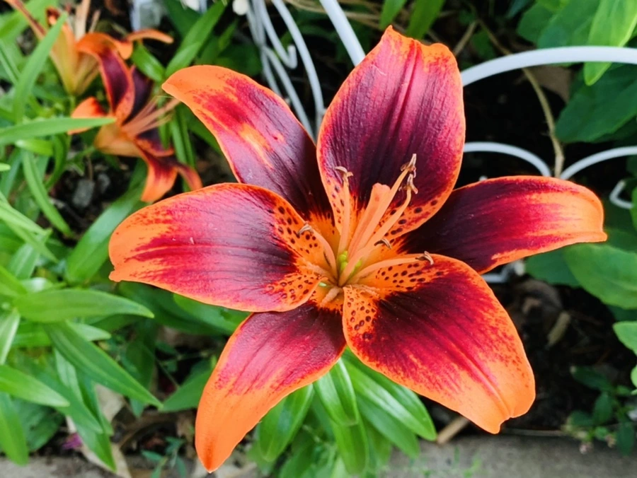 IMG_7297.jpg?type=w966