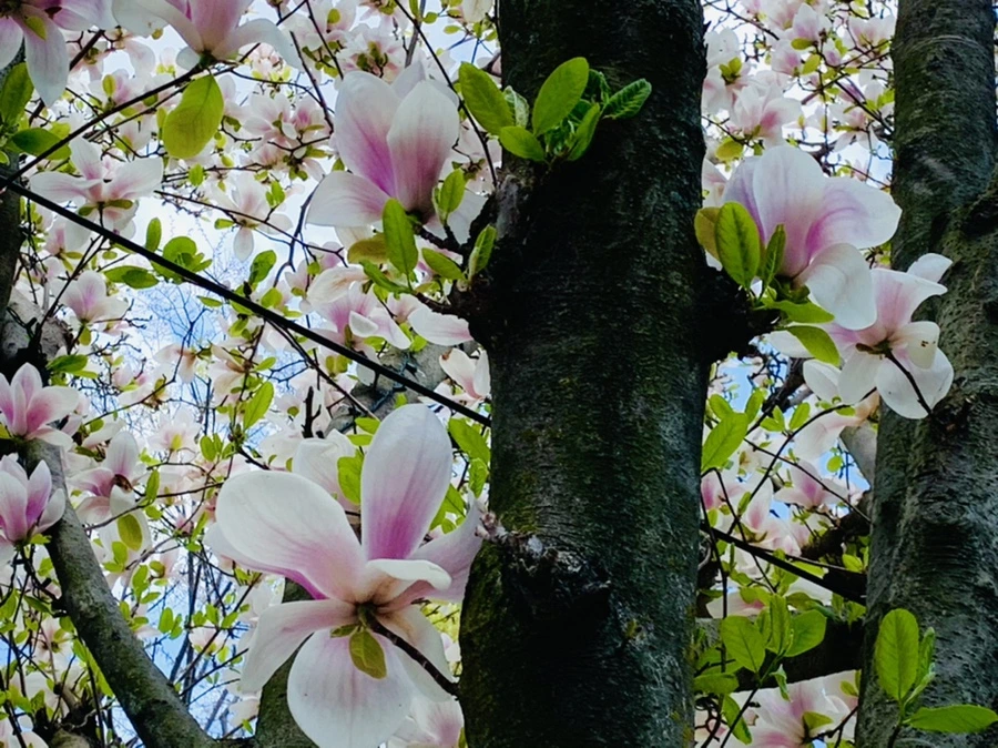 IMG_3897.jpg?type=w966