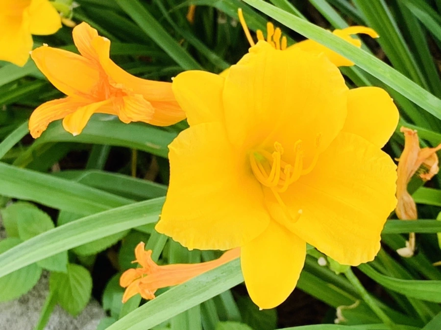 IMG_5953.jpg?type=w966