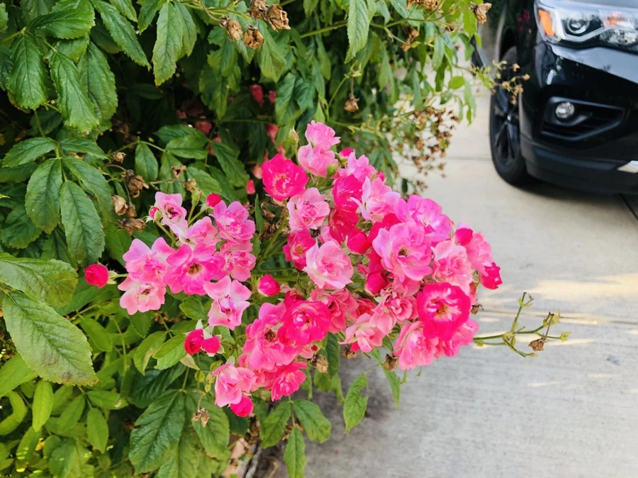 IMG_5655.jpg?type=w966