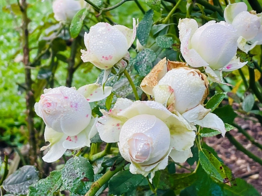 IMG_0964.jpg?type=w966