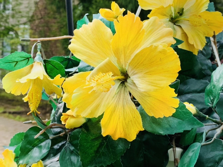 IMG_6763.jpg?type=w966