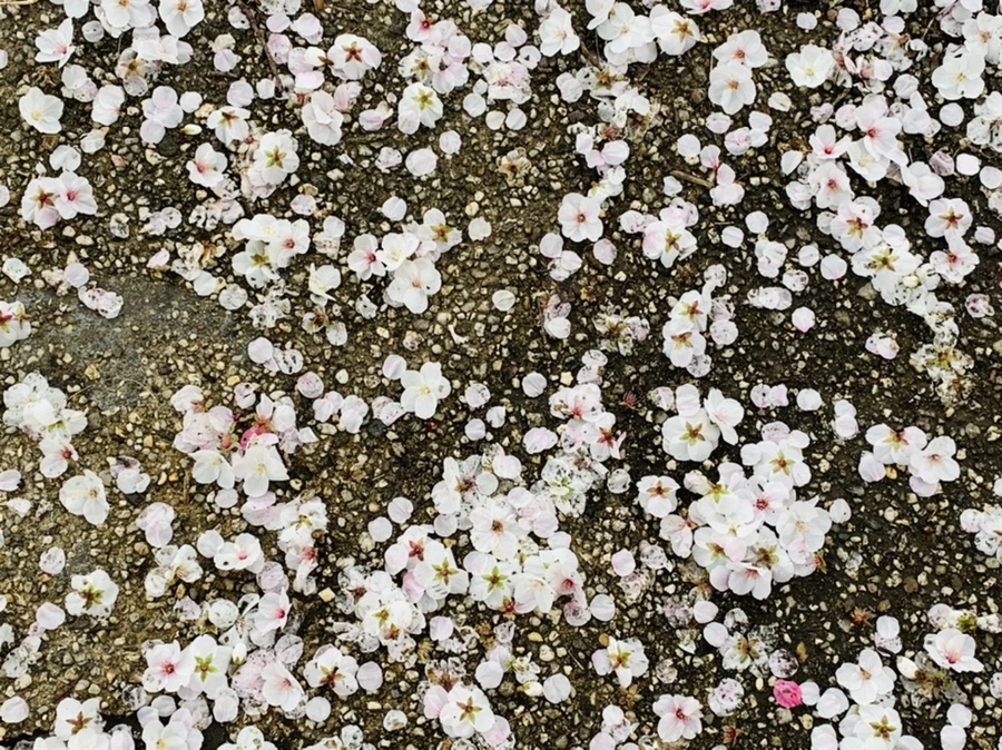 IMG_1306.jpg?type=w966