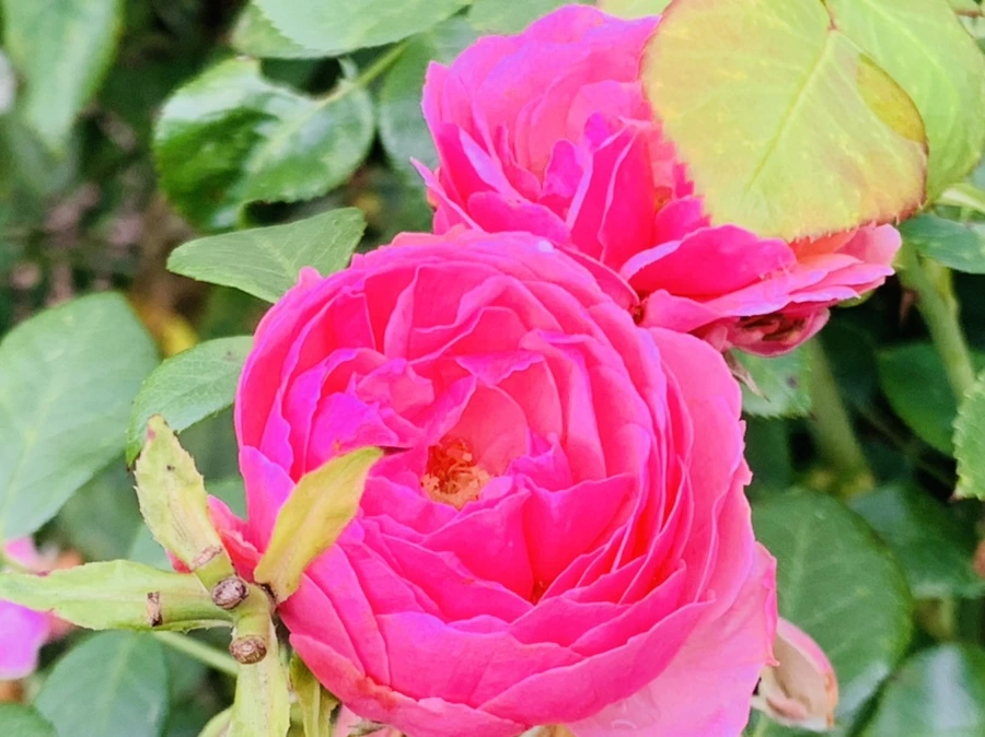 IMG_8750.jpg?type=w966