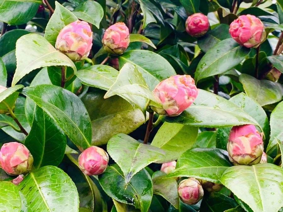 IMG_6305.jpg?type=w966