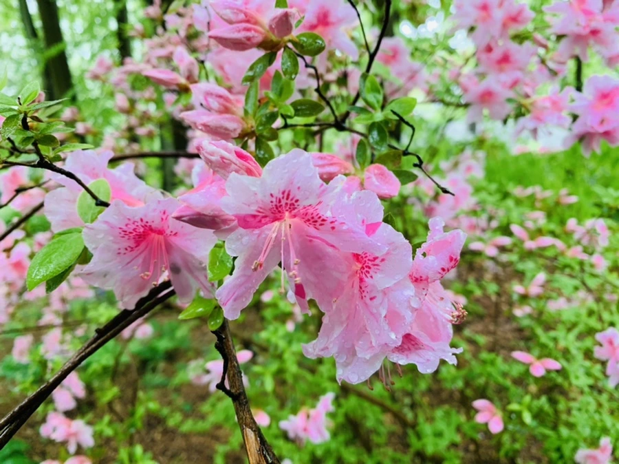 IMG_0303.jpg?type=w966