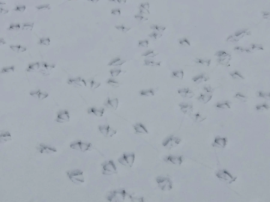 IMG_2539.jpg?type=w966