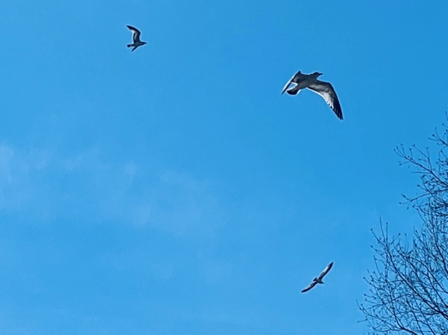 IMG_9455.jpg?type=w966