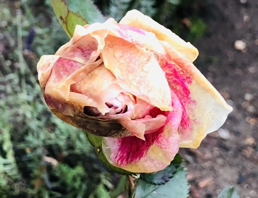 IMG_8083.jpg?type=w966