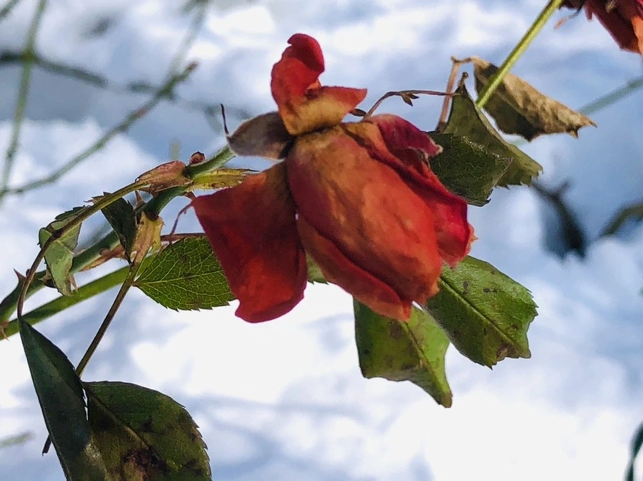 nbKJtabPP2K2V4R-nNeMP7WG8LQ