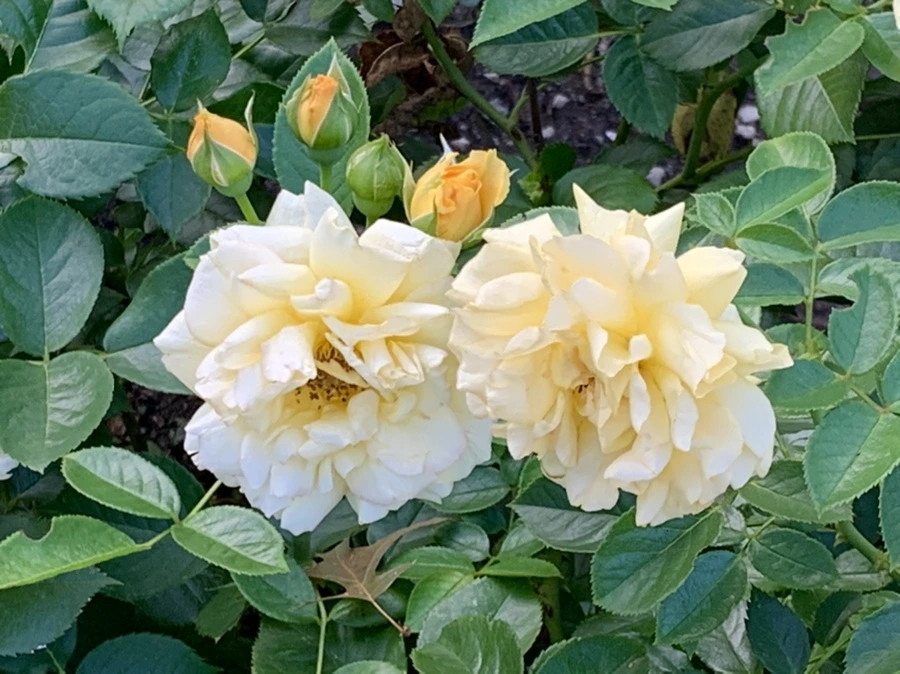 IMG_2931.jpg?type=w966