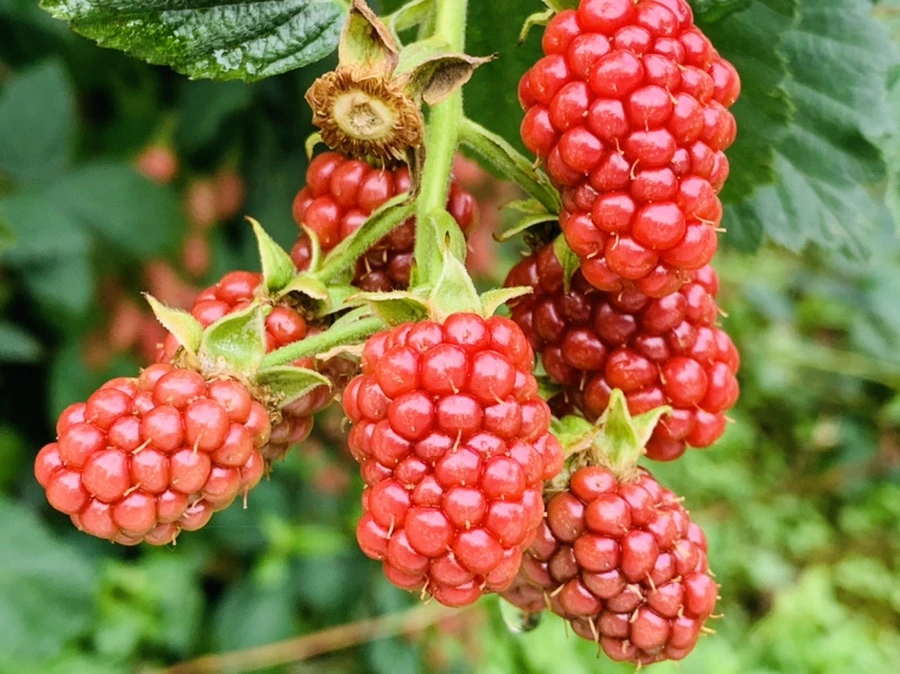 IMG_4491.jpg?type=w966