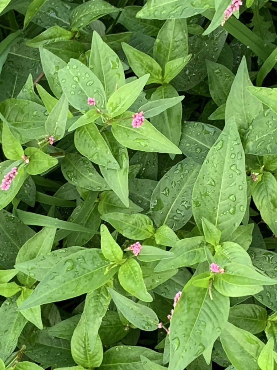 IMG_5880.jpg?type=w966