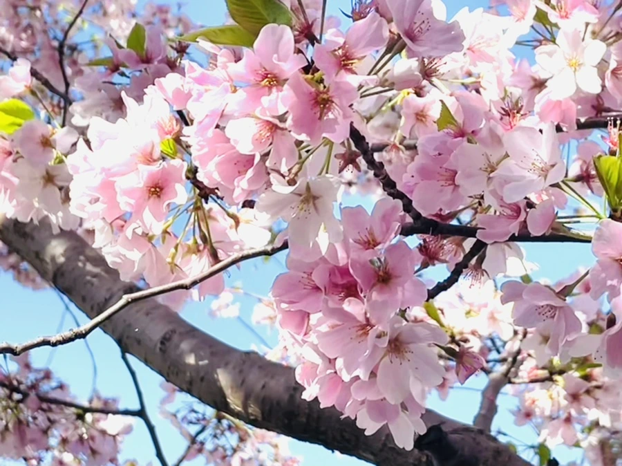 IMG_0619.jpg?type=w966