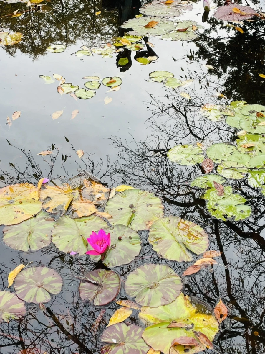 IMG_1273.jpg?type=w966