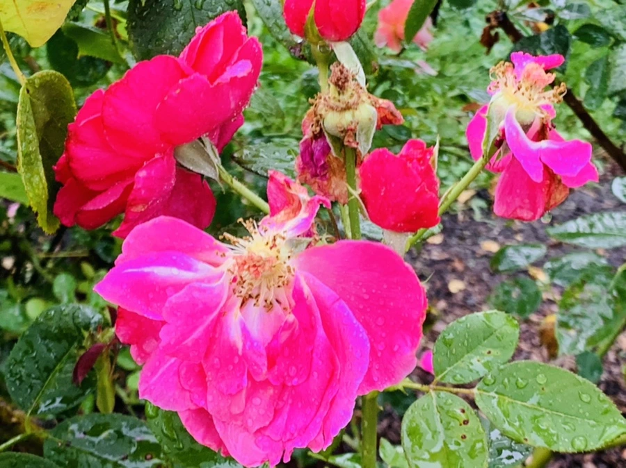 IMG_8797.jpg?type=w966