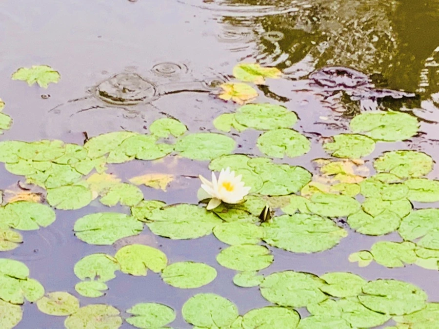 IMG_8336.jpg?type=w966