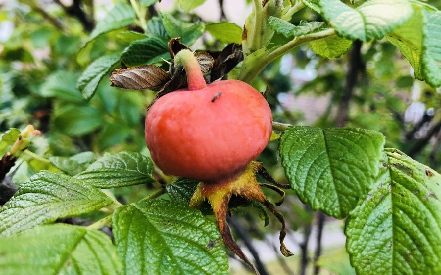 IMG_2384.jpg?type=w966