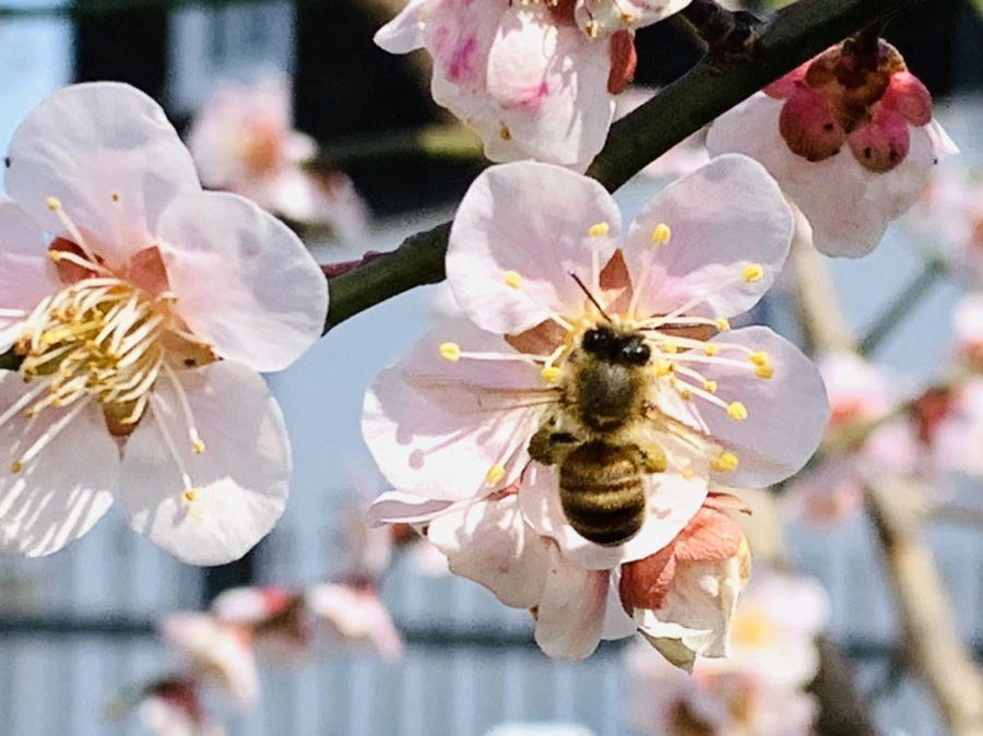 IMG_4195.jpg?type=w966