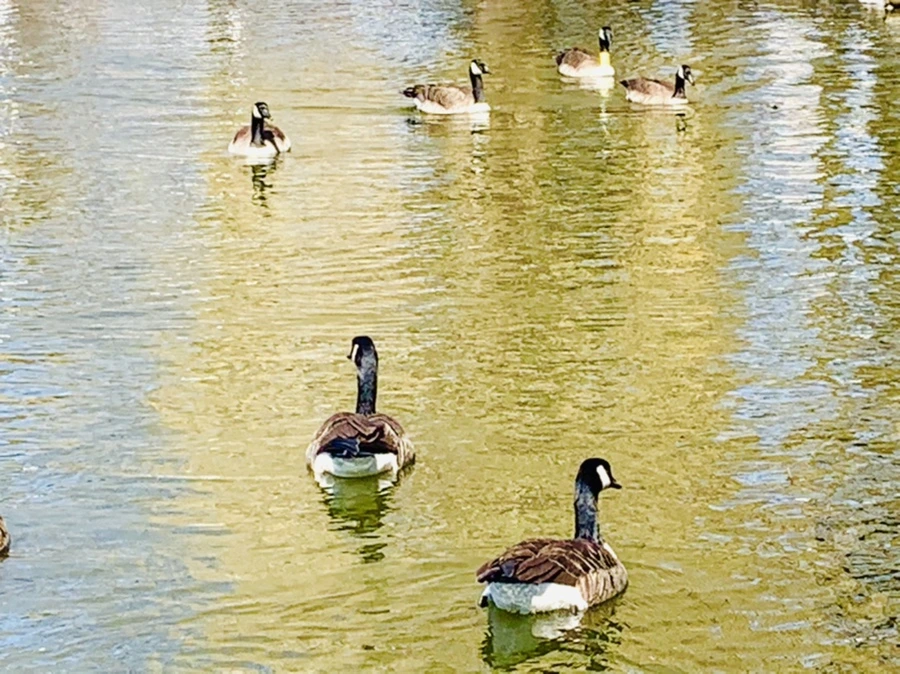 IMG_3081.jpg?type=w966