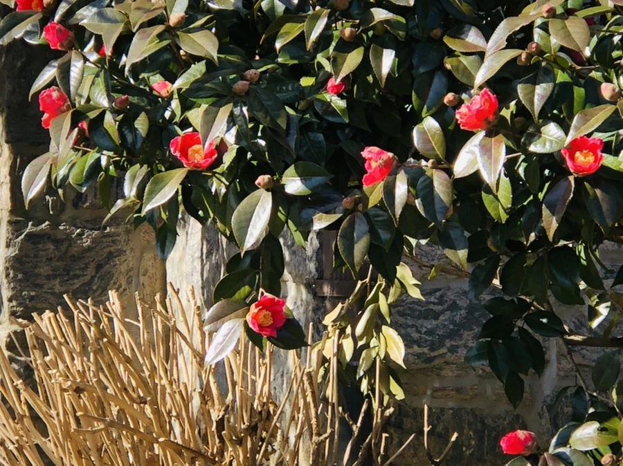 IMG_5199.jpg?type=w966