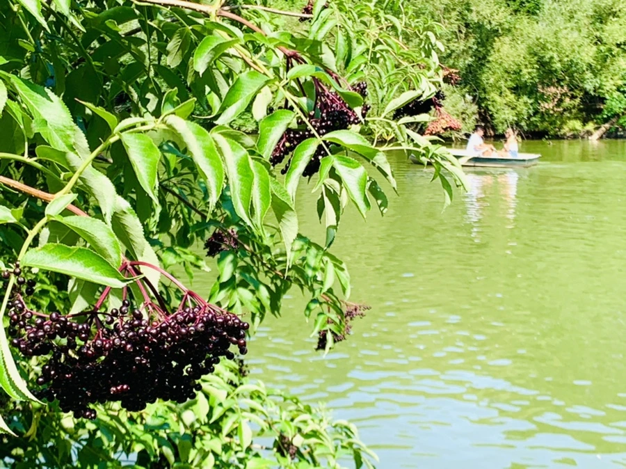 IMG_4492.jpg?type=w966