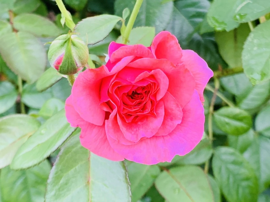 IMG_8758.jpg?type=w966