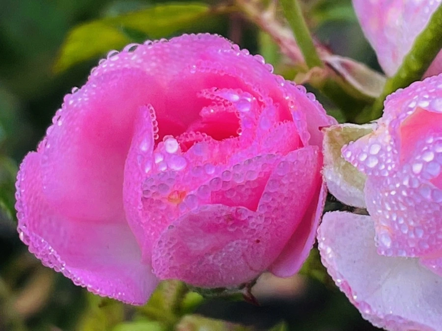 IMG_0972.jpg?type=w966