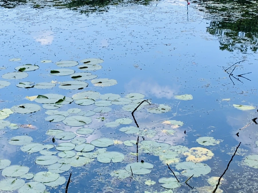 IMG_7545.jpg?type=w966