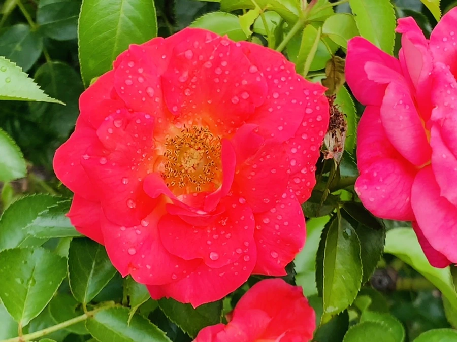 IMG_4960.jpg?type=w966