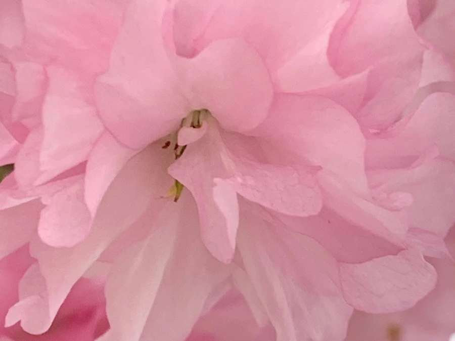 IMG_5500.jpg?type=w966