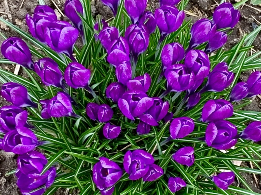 IMG_3700.jpg?type=w966