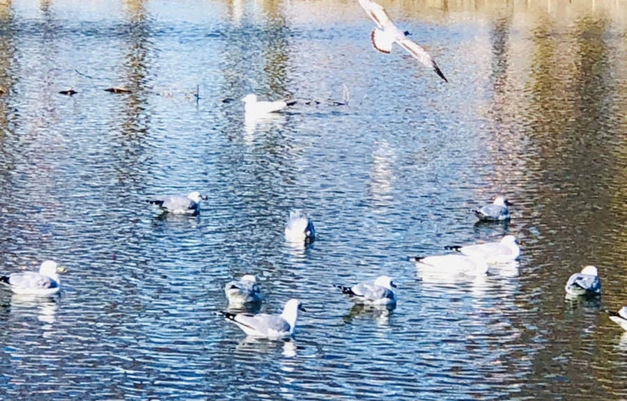 IMG_9727.jpg?type=w966