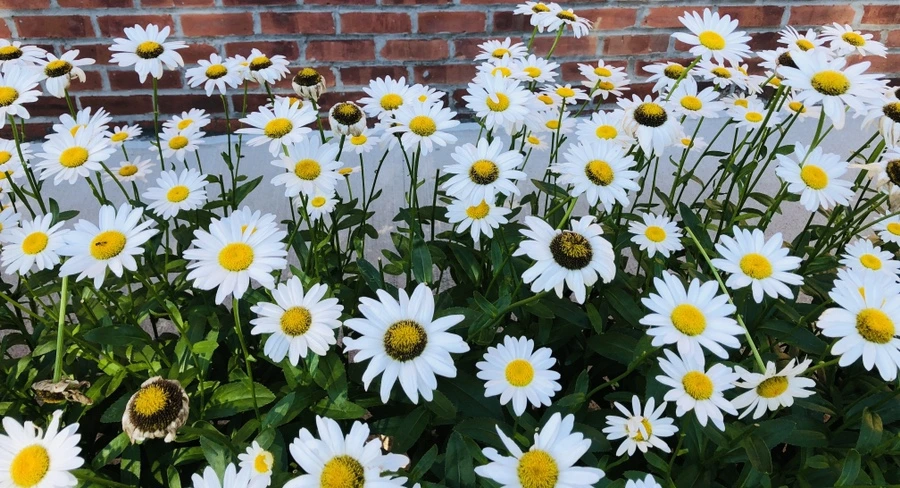 IMG_2359.jpg?type=w966