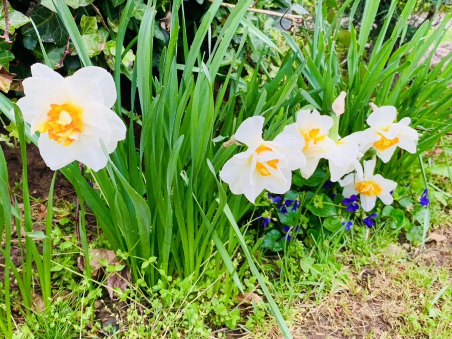 IMG_4055.jpg?type=w966