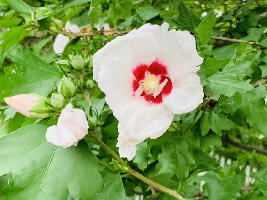 IMG_8782.jpg?type=w966