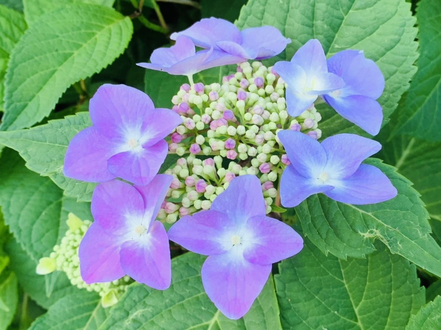 IMG_4780.jpg?type=w966