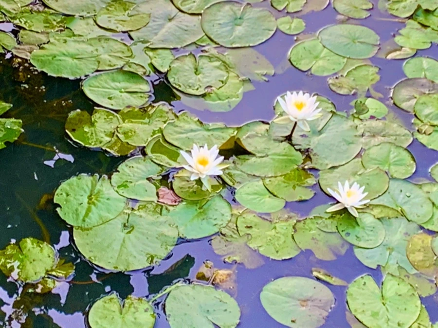 IMG_1075.jpg?type=w966