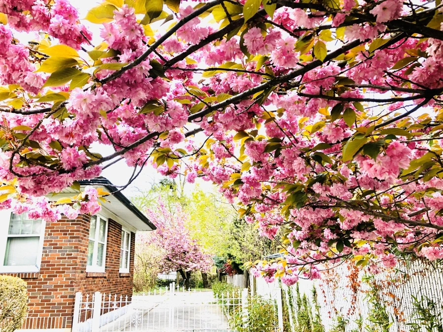 IMG_7145.jpg?type=w966